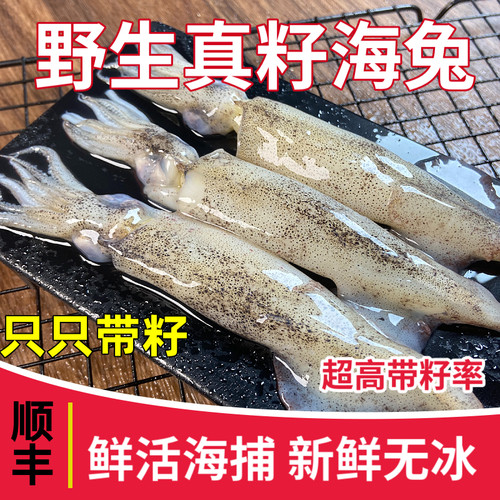 野生海兔子无冰净重只只带籽