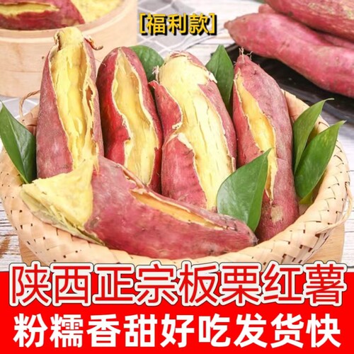 热卖板栗红薯陕西沙地种植粉香甜