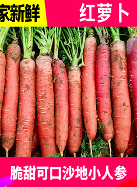 沙地水果红萝卜红皮红心新鲜脆甜沙窝生吃即食胡萝卜蔬菜带泥10