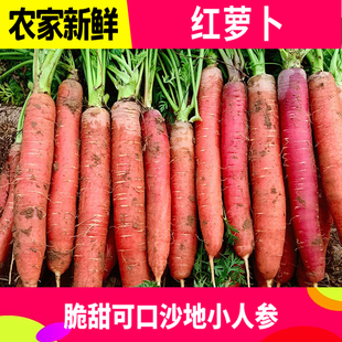 沙地水果红萝卜红皮红心新鲜脆甜沙窝生吃即食胡萝卜蔬菜带泥10