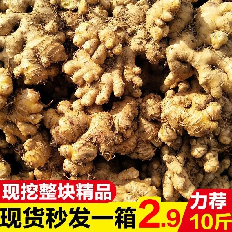 云南农家老姜小黄姜2/5斤辛辣高山沙土仔生嫩地姜牙子大块月子姜3