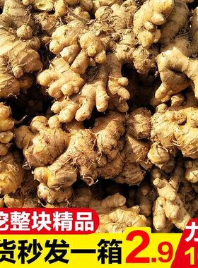 云南农家新鲜小黄姜姜芽牙子