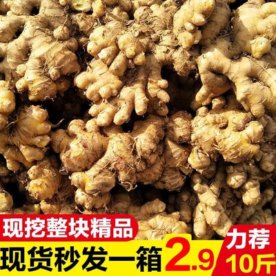 云南农家新鲜小黄姜姜芽牙子