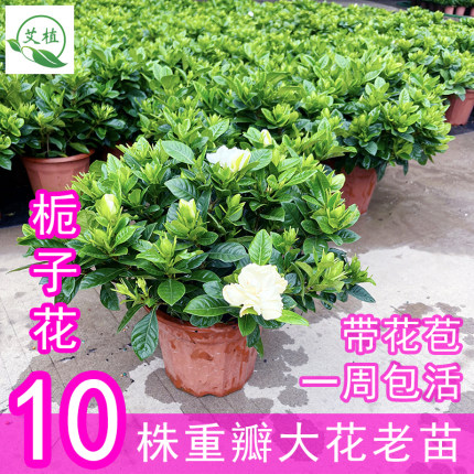 大花栀子花盆栽带花苞花卉室内阳台水培绿植物浓香型四季开花好养