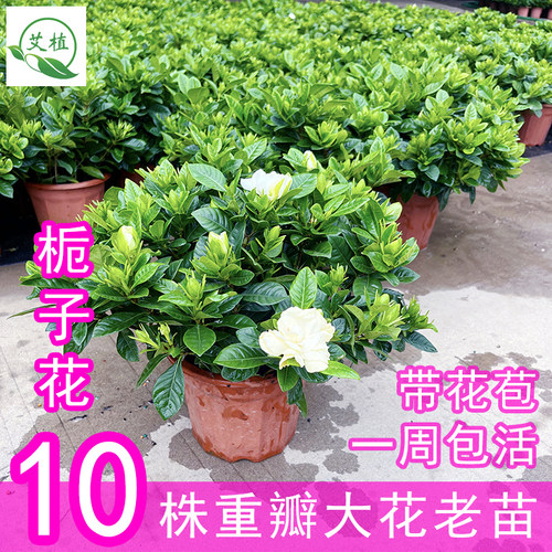 栀子花盆栽带花苞浓香型四季开花