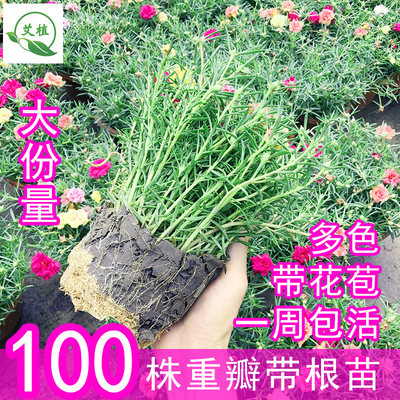 太阳花苗带花苞阳台庭院四季开花