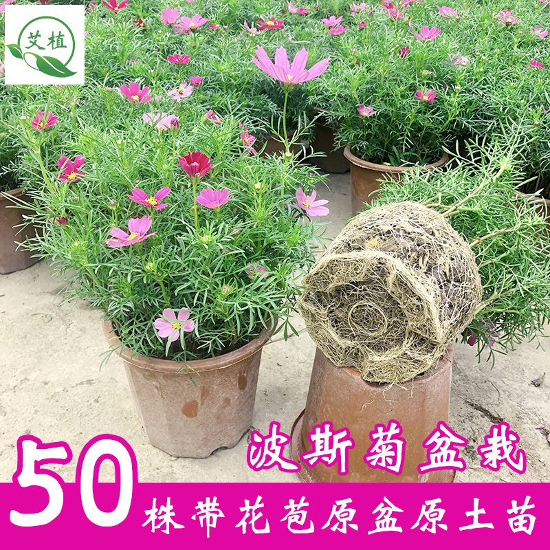 波斯菊格桑花阳台四季开花带花苞