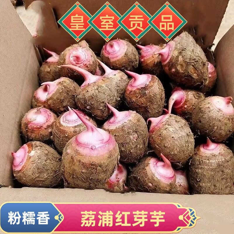 正宗广西荔浦红芽芋头新鲜现挖香芋正宗小芋头紫藤毛芋头槟榔芋