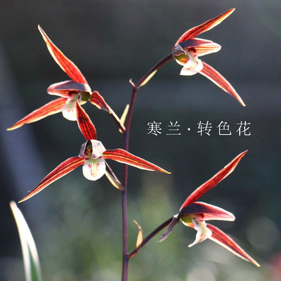 云南阳台客厅自然养殖兰花苗包邮