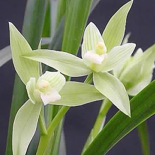 包邮 兰花苗客厅花卉阳台盆栽浓香老种兰花 春剑【隆昌素】