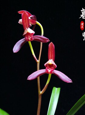 包邮 室内兰花苗阳台花卉绿植盆栽 建兰 暮山紫 漏风漏雨自然种植