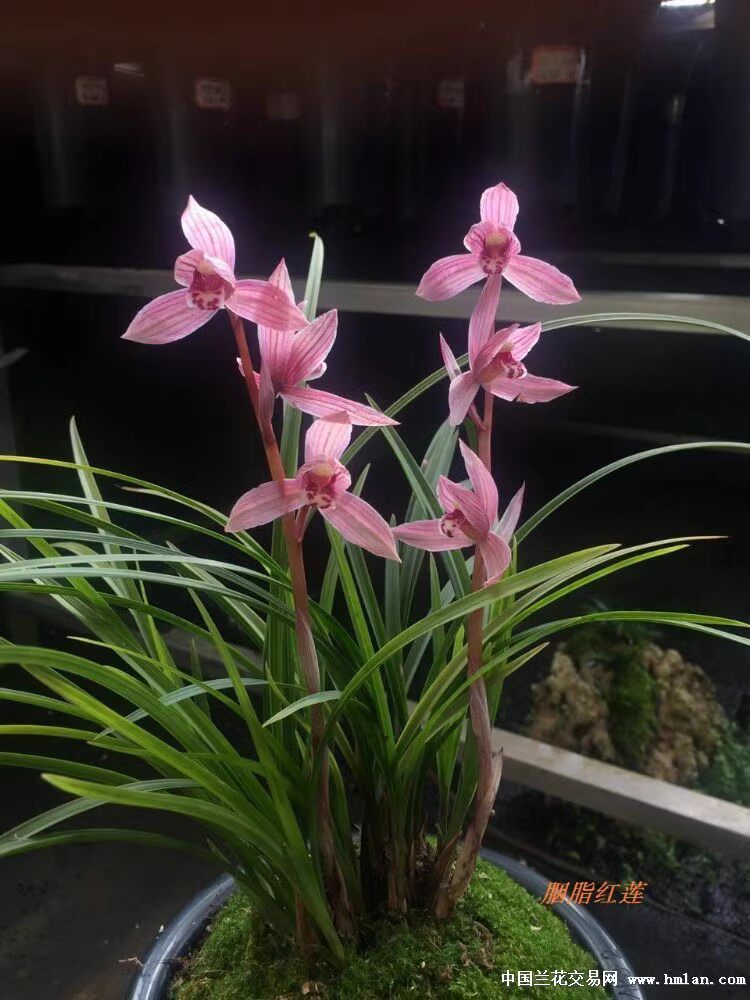 包邮 当年开花兰花苗莲瓣兰 胭脂红莲 阳台花卉兰花盆栽自然种植