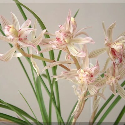 当年开花兰花苗 莲瓣兰 金沙树菊 阳台花卉兰花绿植盆栽 自然种植