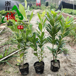 别墅庭院绿化苗木植物四季长青七里香海桐苗海桐球气味芳香球形