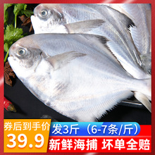 海鲜鱼舟山燕鱼武昌鱼大小东海野生银白仓鱼平鱼鲳鱼新鲜鲜活冷冻