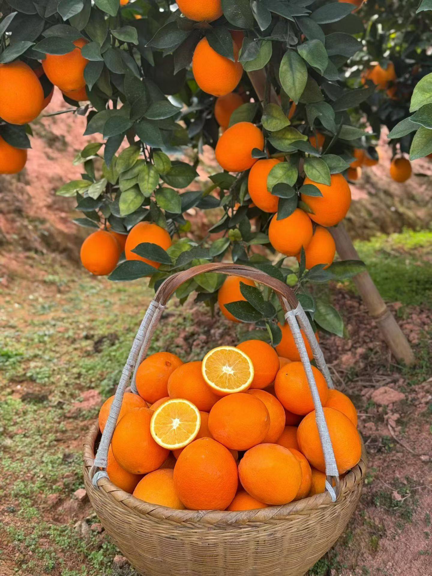 江西赣州纽荷尔正宗赣南脐橙无公害水果满满维c果园老树现摘现发,包装,水果包装,淘宝优惠券,粉丝福利购,淘宝优惠卷