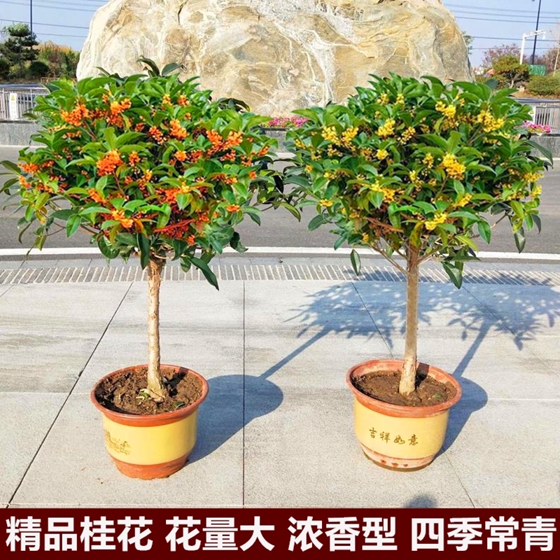 桂花树苗盆栽庭院桂花树金桂地栽大树 丹桂 四季桂
