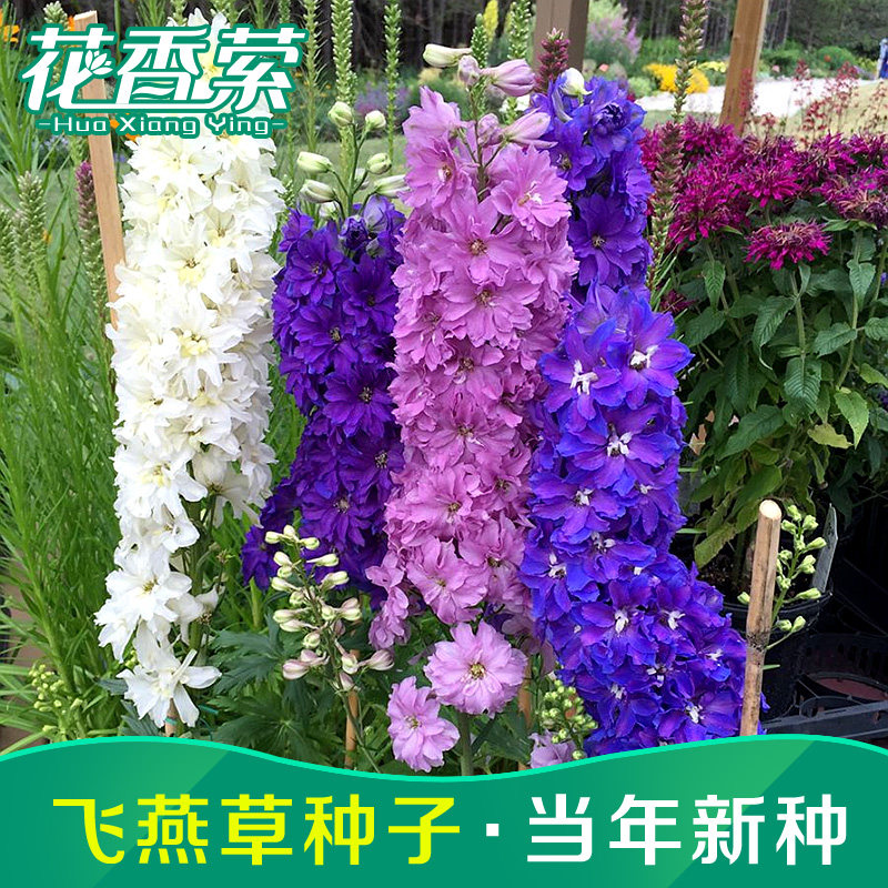 大花飞燕草四季易种活室外庭院秋天花种子秋播花卉种子春季种花草