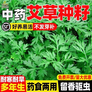 大叶艾草种籽种植食用野生药用四季阳台种孑艾蒿蚊虫艾叶草籽种子