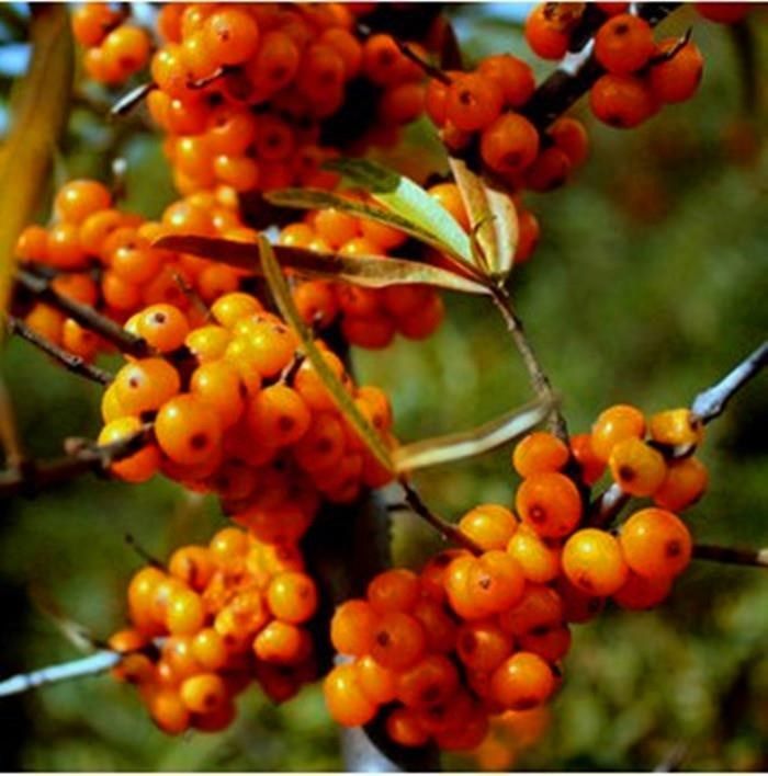 沙棘果树苗山野果大果苗南北方庭院阳台盆栽耐寒耐旱易活沙棘种苗