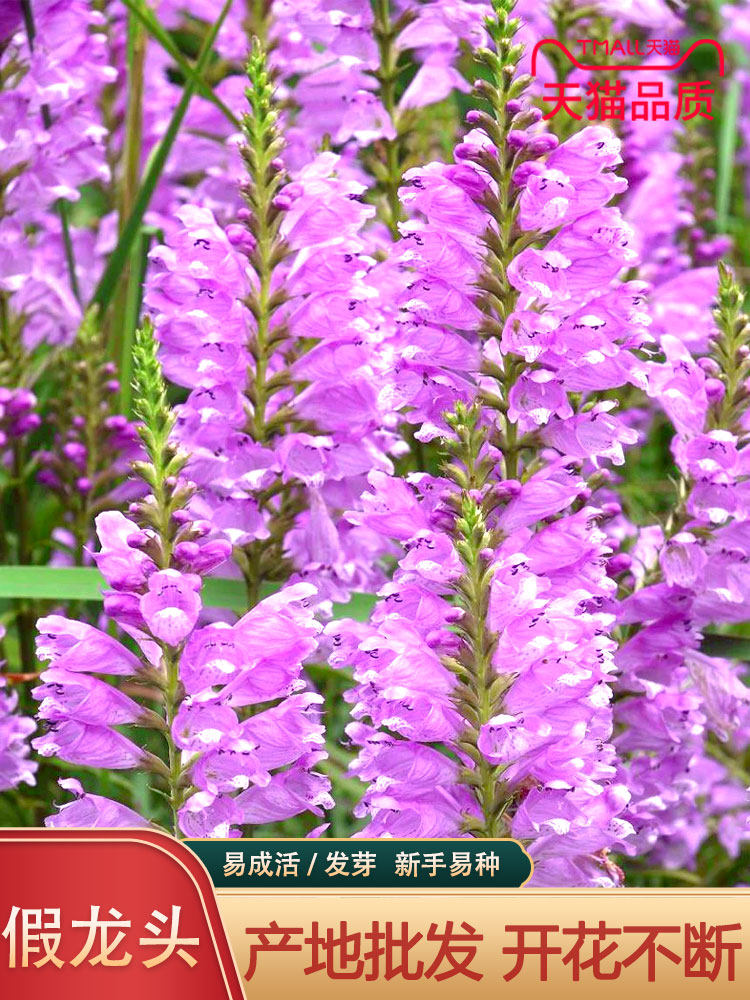 假龙头花种花籽多年生耐寒耐热室内阳台盆栽宿根假龙头花卉种子