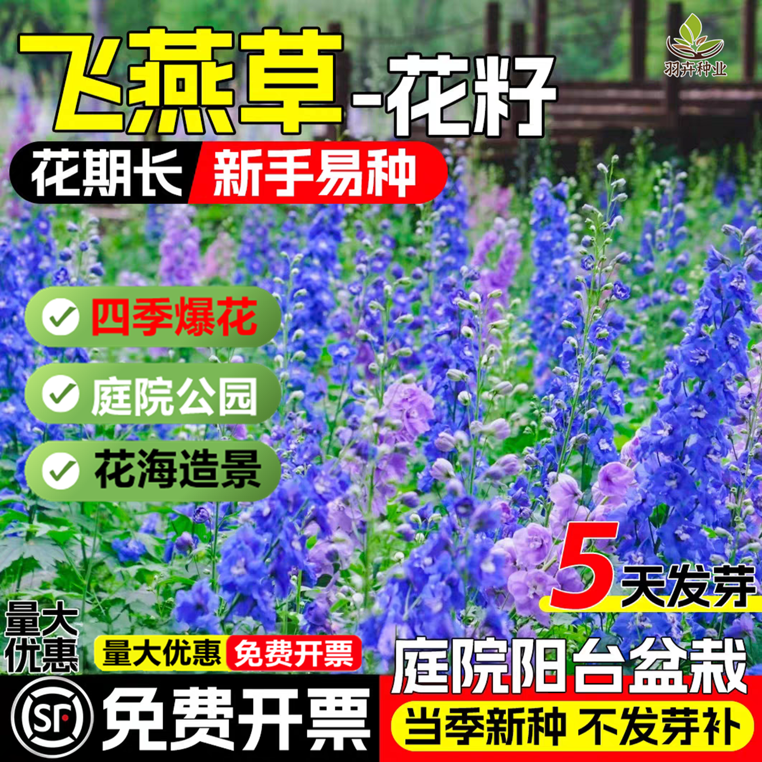 大花飞燕草四季播种花种子耐寒庭院花园地栽室外植物花卉花草种籽