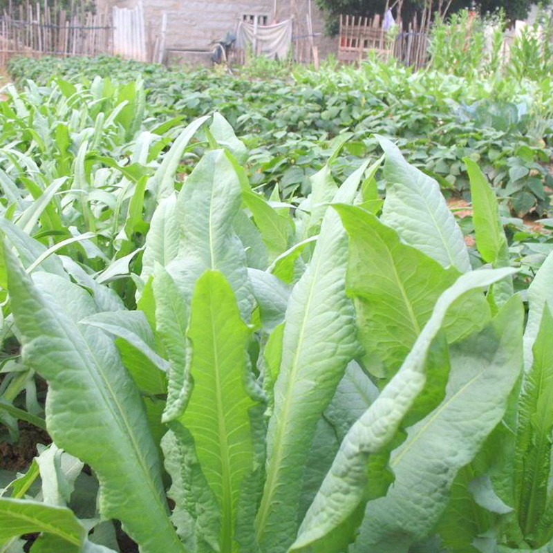 苦荬菜种籽四季多年生野生牧草养鸡鸭鹅家禽蔬菜食用甜苦麦菜种子