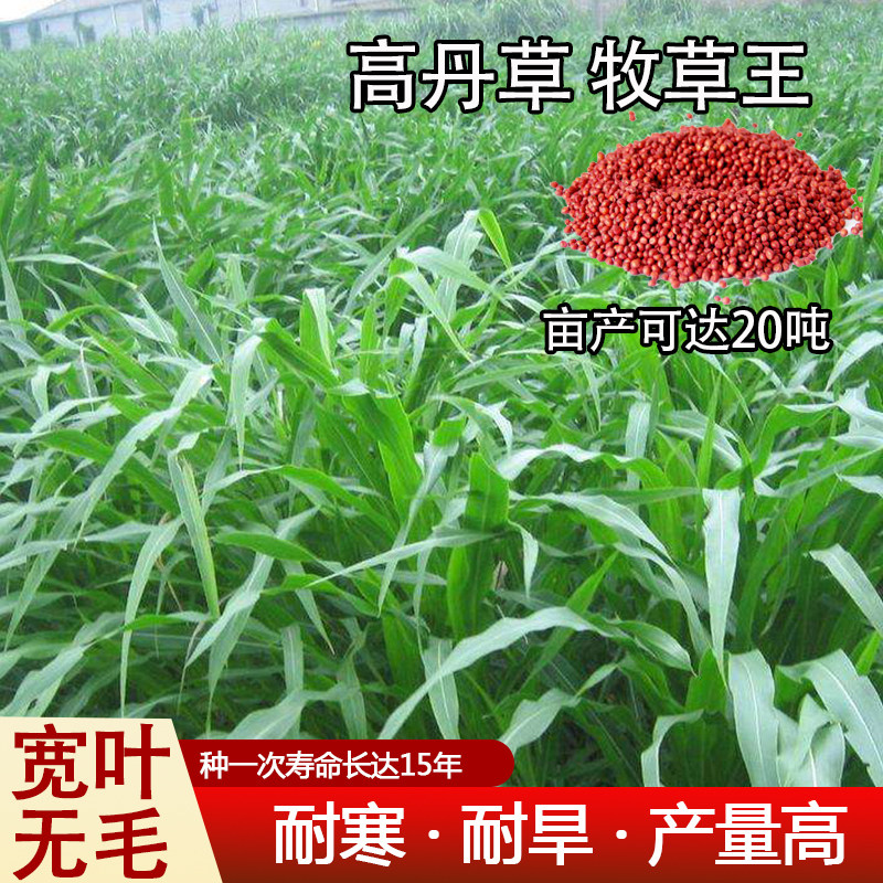 杂交高丹王草种子黑麦草种籽四季高产牧草种籽喂猪牛羊鱼兔草籽