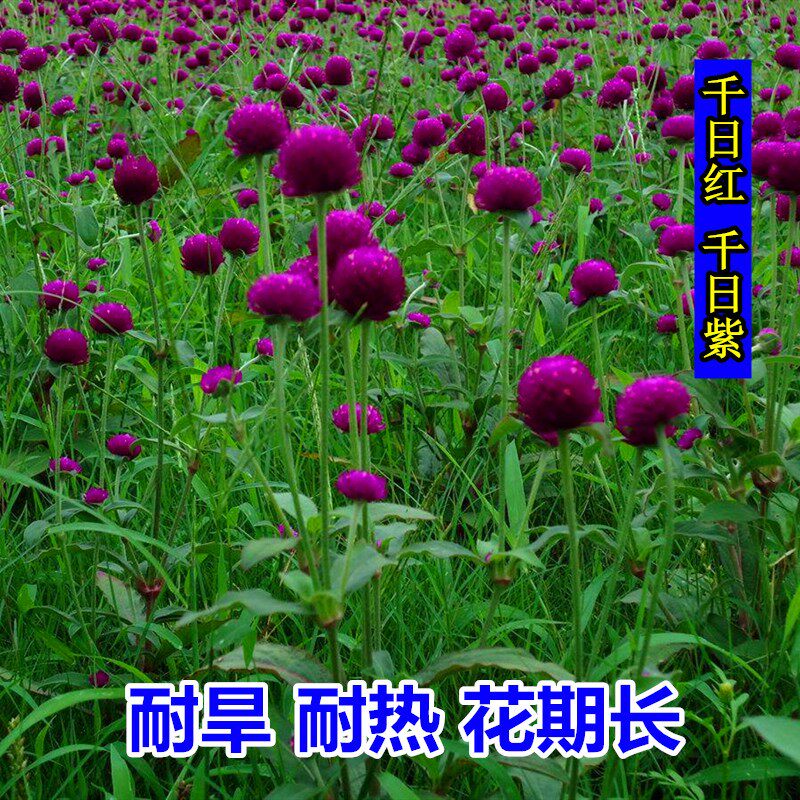 室外花种四季开花耐旱花卉种子花籽夏季花仔千日紫千日红庭院花草