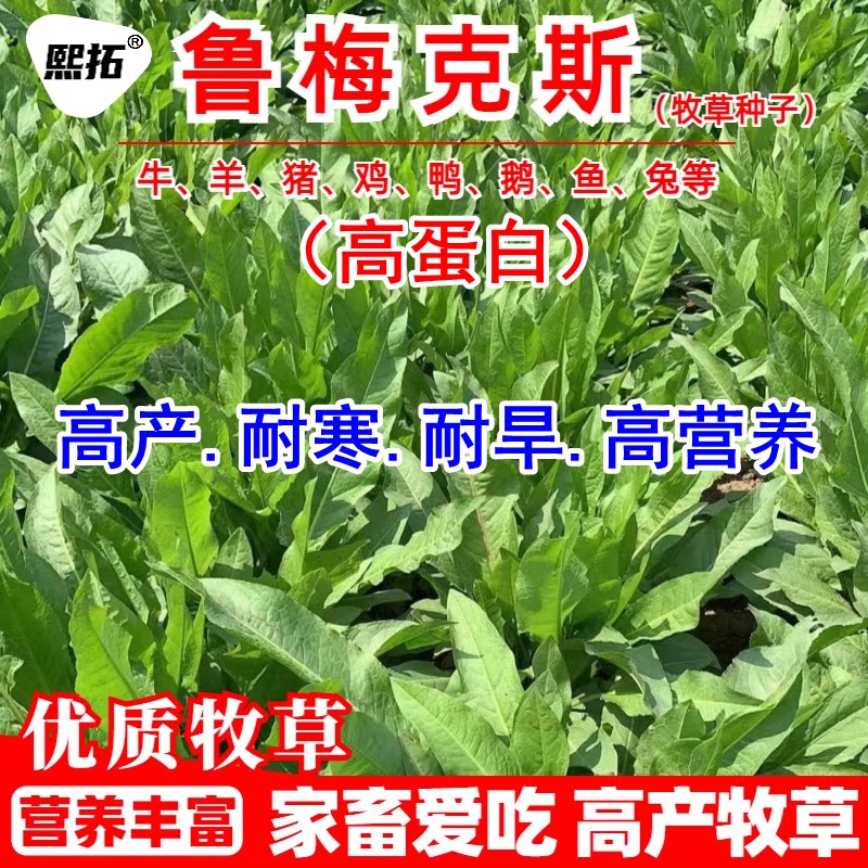 鲁梅克斯俄罗斯饲料菜种子耐寒喂猪牛羊鸡鸭鹅兔优质牧草种籽孑
