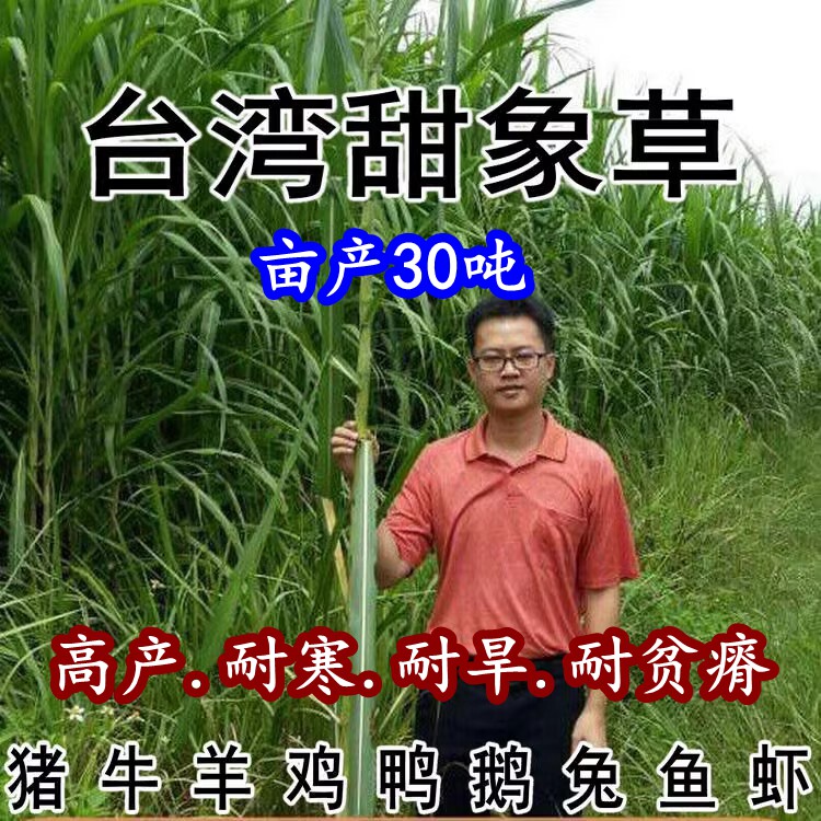 台湾进口高产甜象草种子牧草种子养殖畜牧草籽草种四季多年生耐寒
