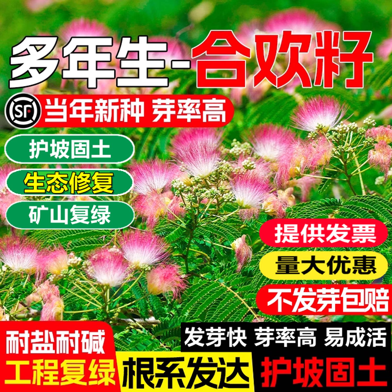 新采红花合欢种子合欢种子银合欢种子金合欢种子粉花树种子包发芽