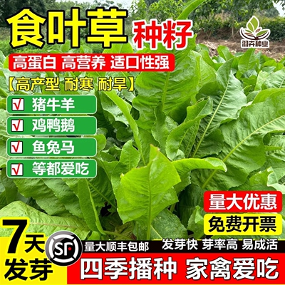 食叶草种子高产高蛋白四季食用菜