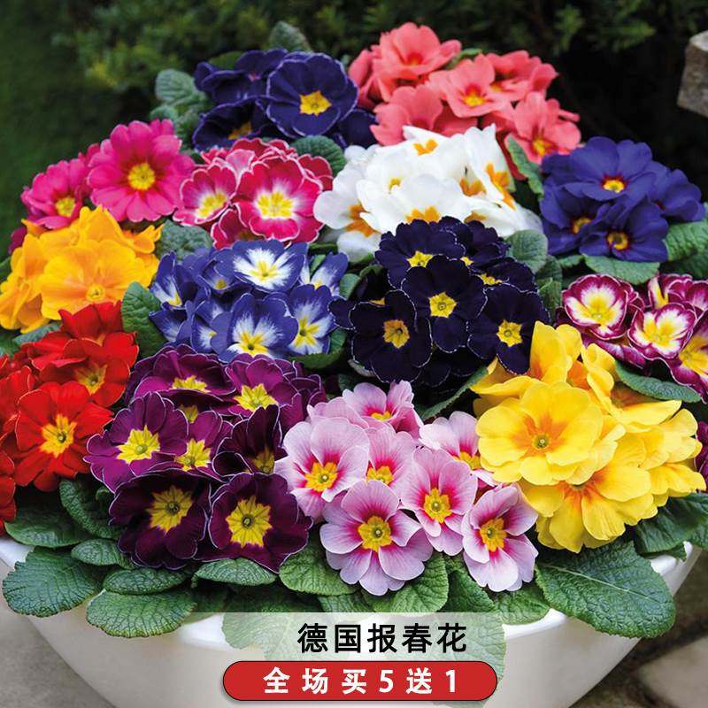 德国报春花种子耐寒七重楼樱草花晚景花种籽花坛阳台盆栽秋季播种