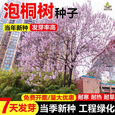 泡桐种子籽白花泡桐大果泡桐空桐木水桐桐木树紫花树毛多年生护坡