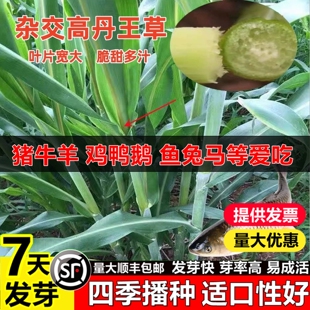 杂交高丹王草籽四季高产牧草种子苏丹草耐寒旱畜牧养殖鸡鸭肉鱼草