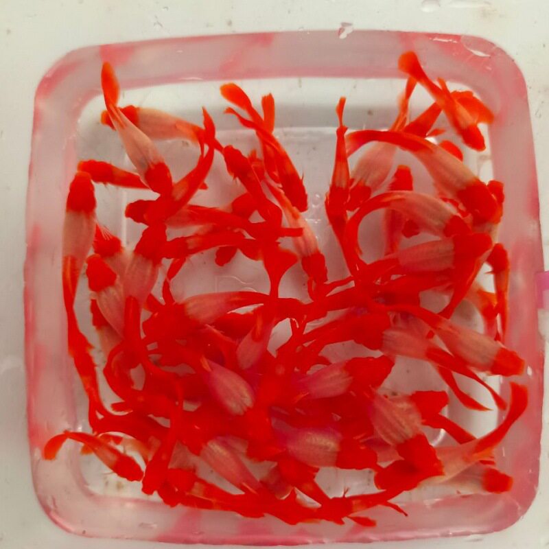 鸿运当头红头转运鱼孔雀鱼小型热带鱼燕尾凤尾鱼种鱼红鱼