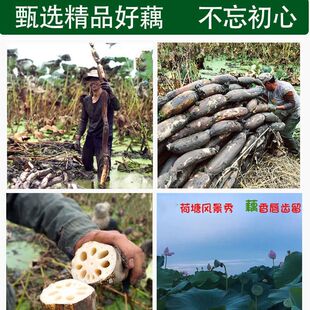 新货藕粉纯藕粉无糖纯藕粉正宗无添加江西广昌特产莲藕粉原味罐装