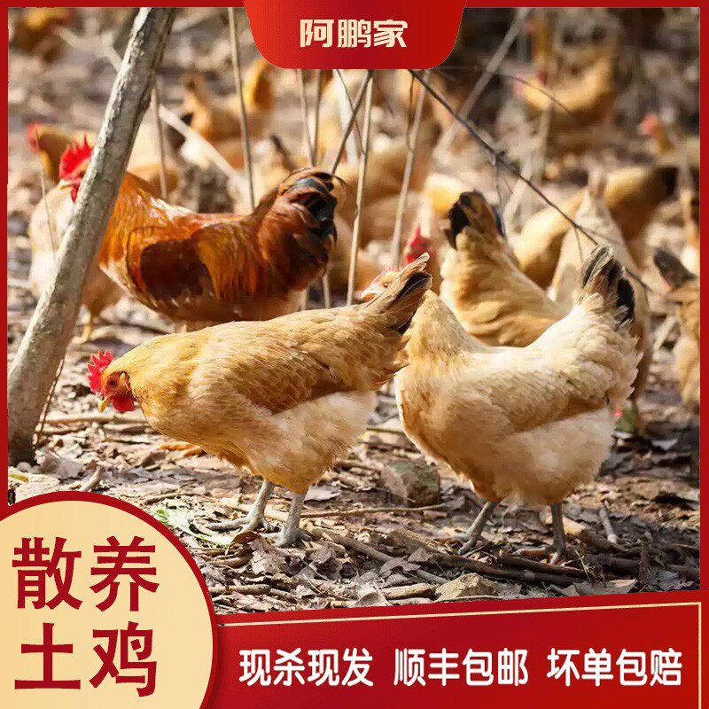 正宗散养2只黄油老母鸡苏北散养2年黑爪黄油土老母鸡净重5-6斤