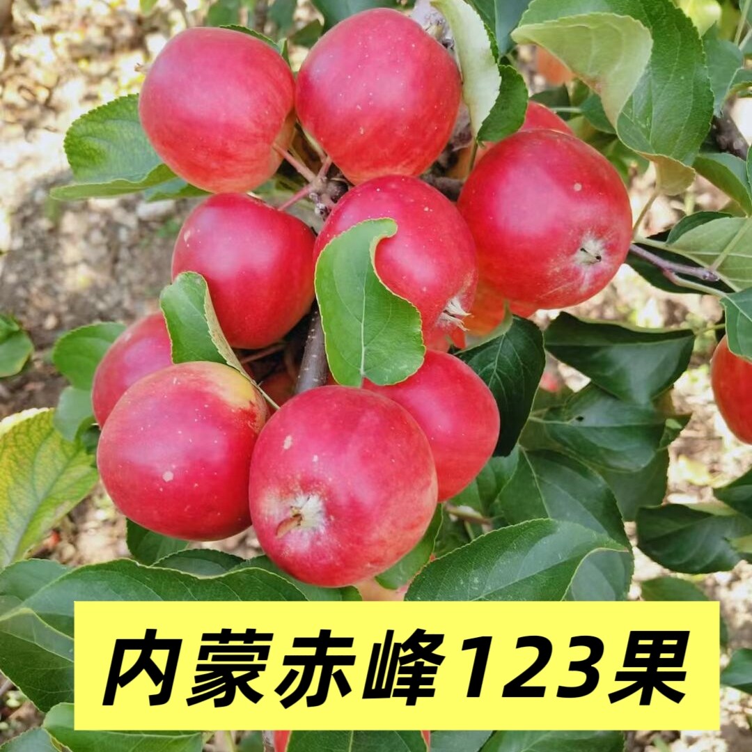 内蒙特产123小苹果脆甜多汁当季新鲜水果冰糖心苹果