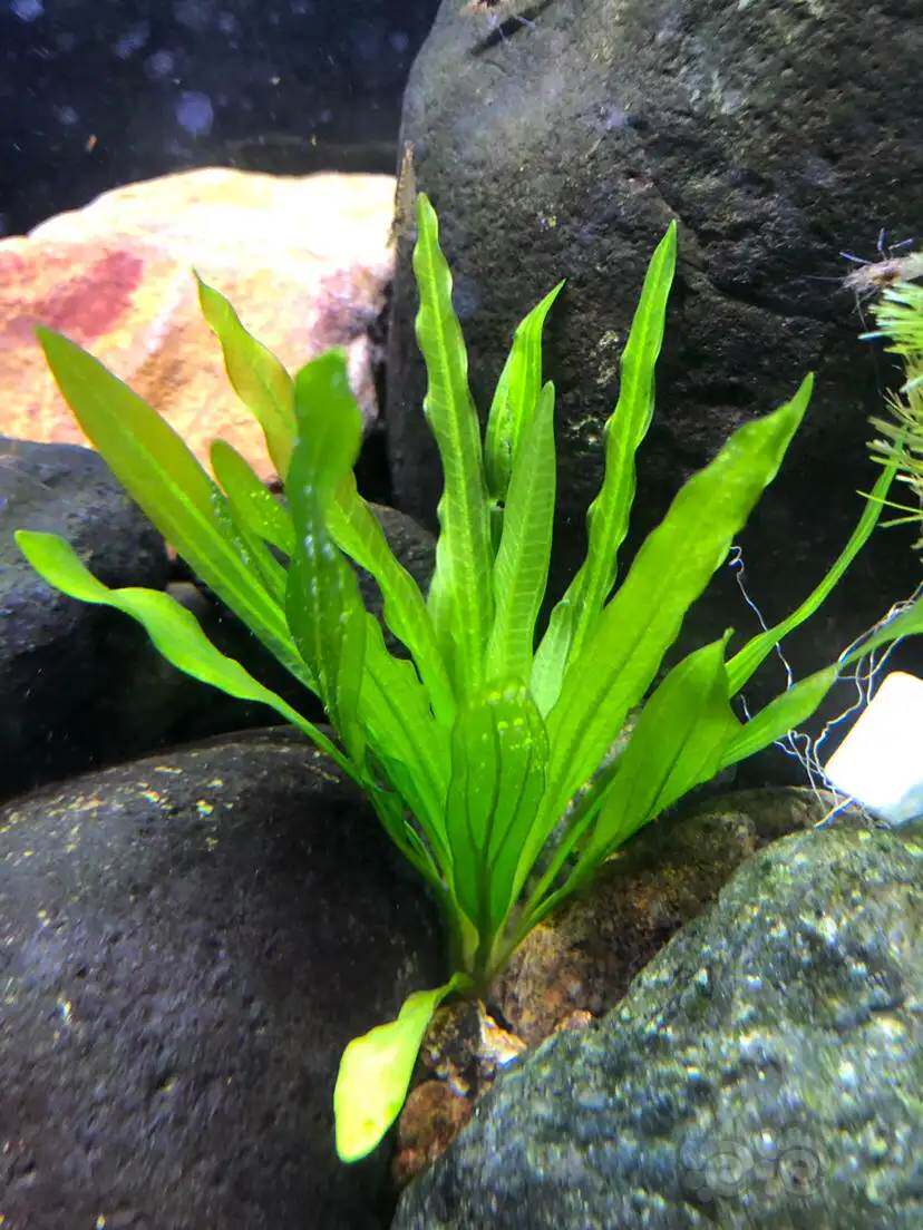 迷你绿九冠小叶九冠原生造景中景懒人活体淡水新手水草阴性草皇冠