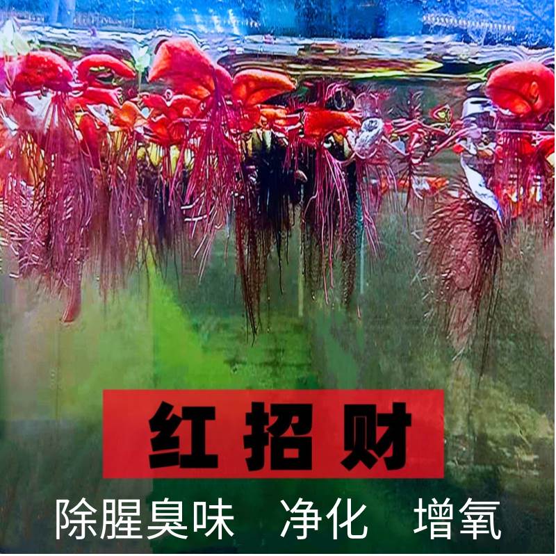 鱼缸乌龟缸生态造景摆件水草水培养植物鱼草真草净化水绿植养不死