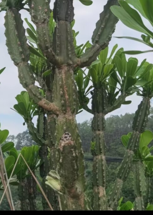 金刚纂云南中药材金刚钻植物绿植多肉植物