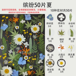 干花压花植物标本相框diy材料包幼儿园亲子活动装饰50片花+叶