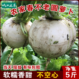 农家自种圆白萝卜新鲜蔬菜 四川春不老萝卜晚春水晶萝卜现拔现发