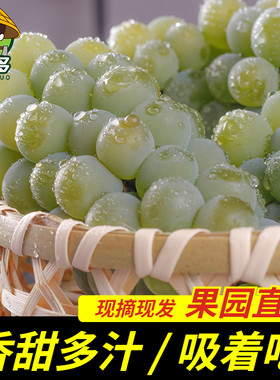贵州水晶葡萄现摘童年味顺丰包邮