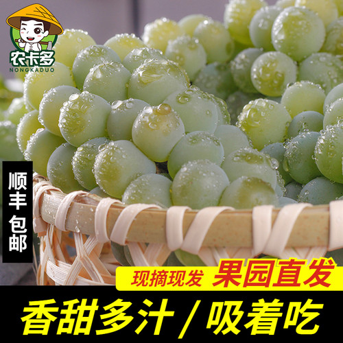 贵州水晶葡萄现摘童年味顺丰包邮