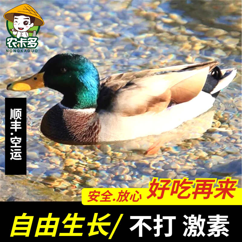 貴州正宗老土鴨農(nóng)家散養(yǎng)綠頭鴨麻鴨現(xiàn)殺洋鴨雞順豐包郵