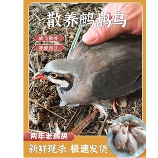 老鹧鸪鸟肉新鲜飞龙肉鲜活养殖优选现杀冷冻农家散养优质