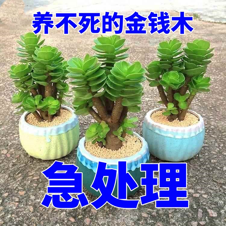 精品马卡龙陶瓷盆带土多肉植物 室内常青四季易养老桩盆栽